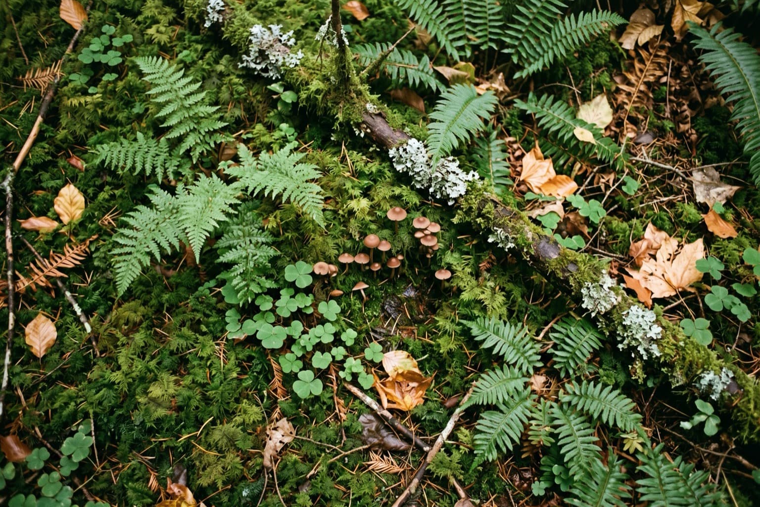 Un sol de forêt vu d’en haut, mousse, fougères, champignons et feuilles mortes